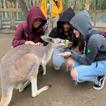 Feeding Kangaroo